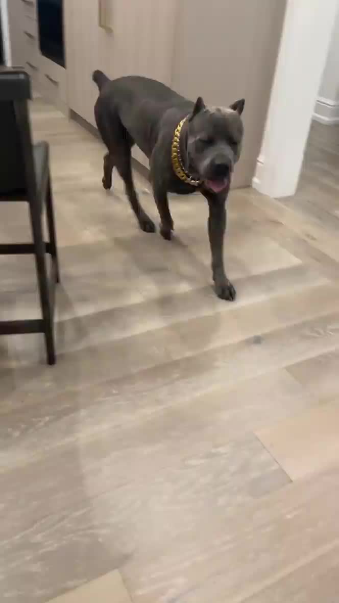 （本·西蒙斯）本-西蒙斯爱犬戴的链子霸不霸气？