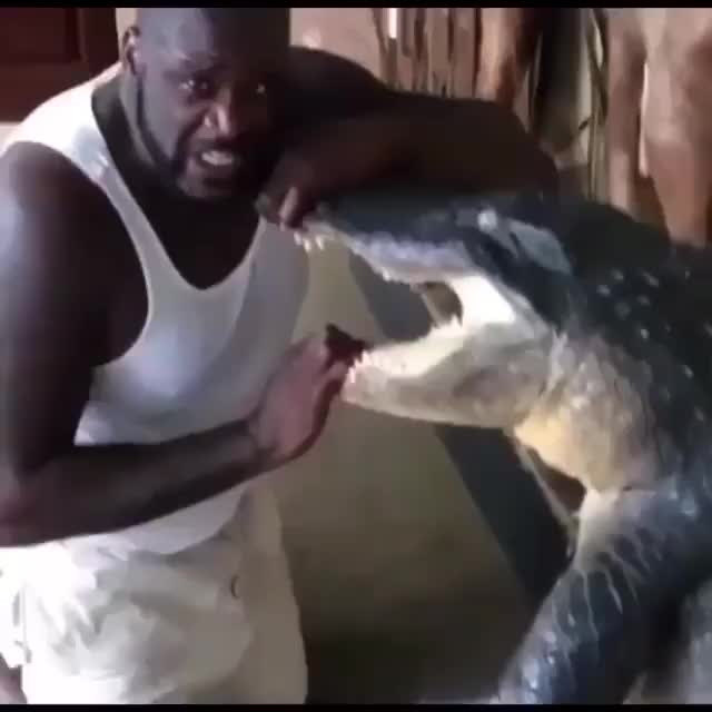 鳄鱼：就你叫大鲨鱼啊？奥尼尔：不，叫我小鲨就好了