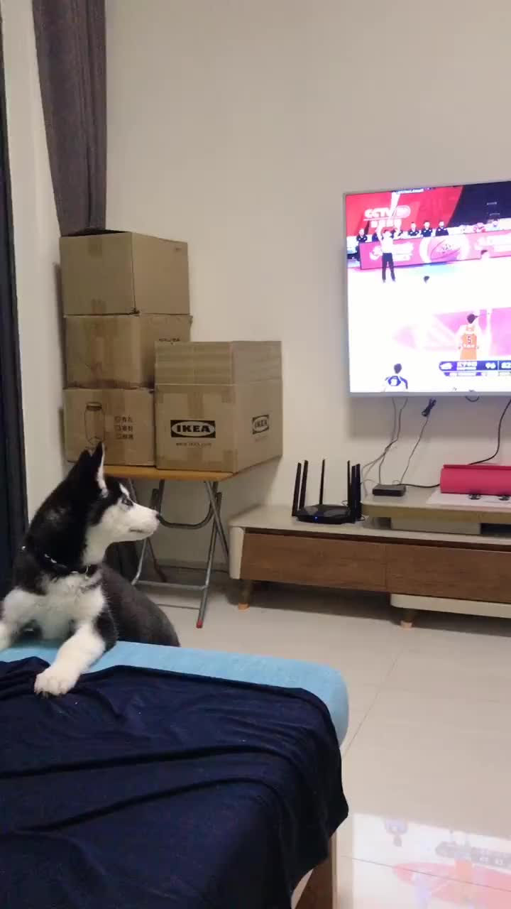 不拆家了？狗子：我是辽宁球迷！