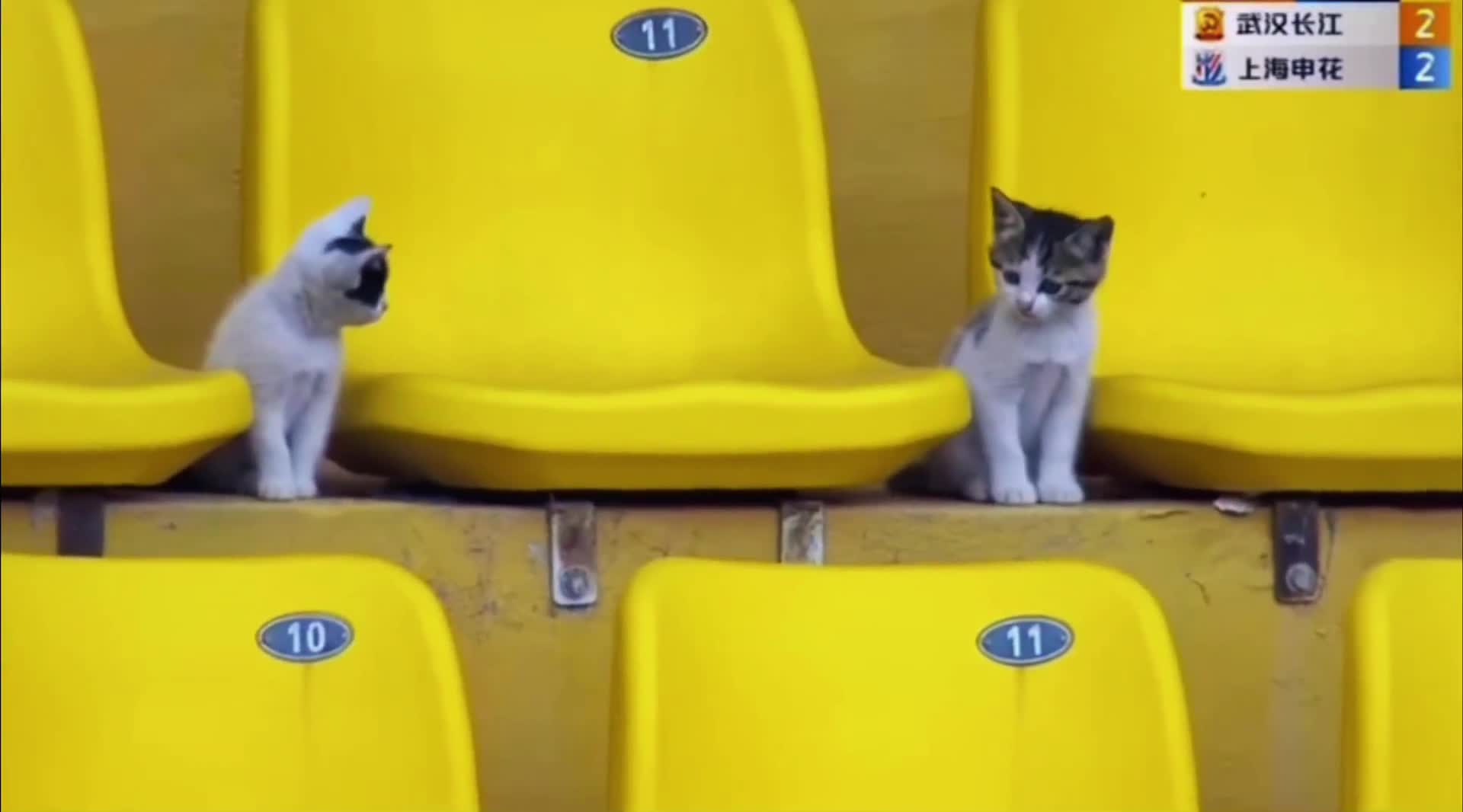 中超赛场上的喵星人！请问你俩是哪个队的球迷啊？（中超人气）