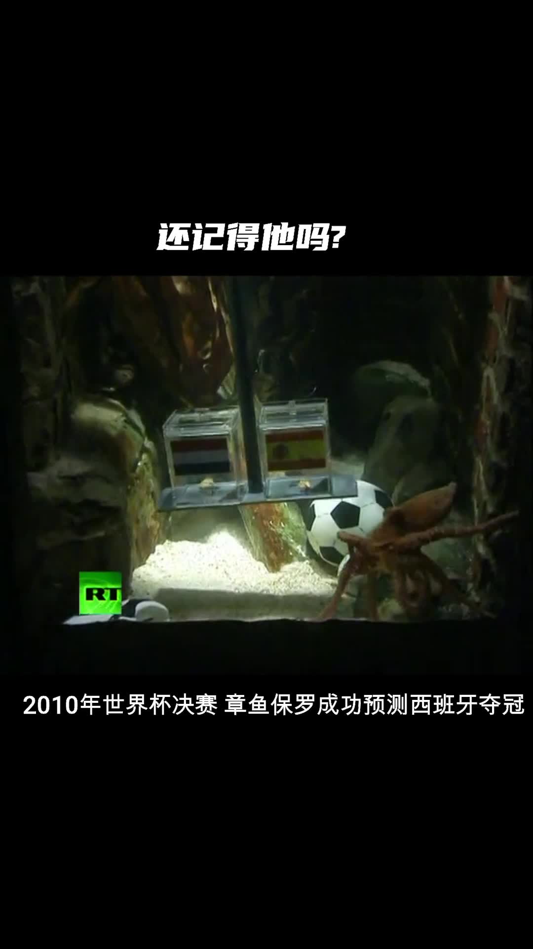 还记得它吗?命中率高达92.85%,章鱼保罗-YYDS(章鱼保罗什么意思)