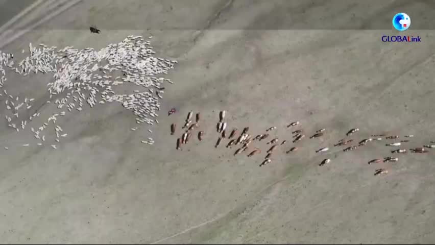 这里的足球很纯粹！牧民开拖拉机踢“世界杯”（拖拉机牧场）