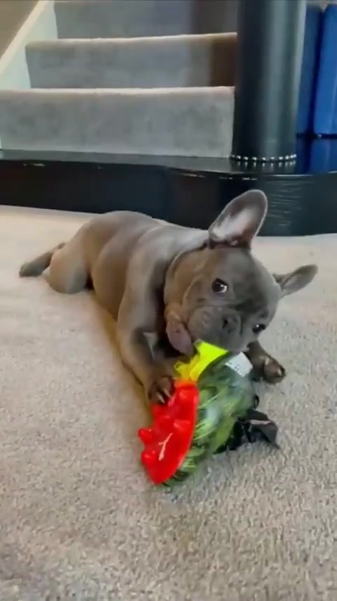 有那味儿了？阿圭罗家狗子疯狂咬球鞋（阿圭罗足球鞋）